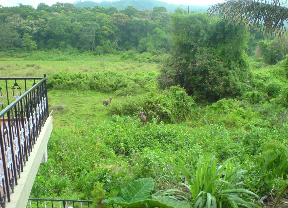 Jungle Palace Homestay Теккаді Екстер'єр фото